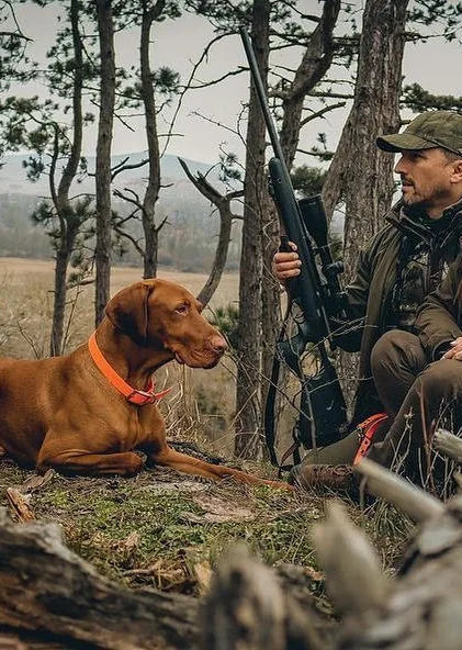 Hundebedarf – brauner Jagdhund liegt im Wald