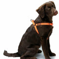 Farm-Land Hundegeschirr 90-1-025 orange reflektierend Safety Dog Nylon Geschirr